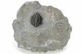 Lichid (Acanthopyge) Trilobite - Issoumour, Morocco #241497-3